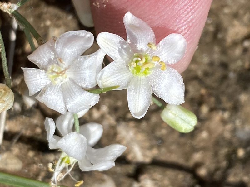 Battandiera stapffii, photographed by Dave U