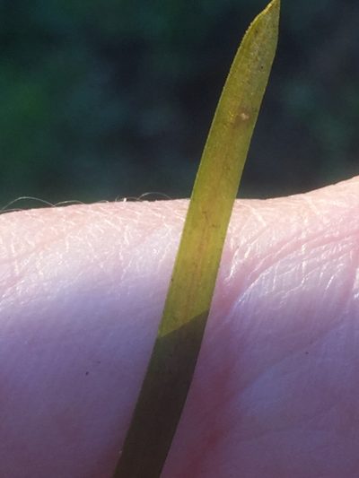 Potamogeton friesii, photographed by Andre Hosper