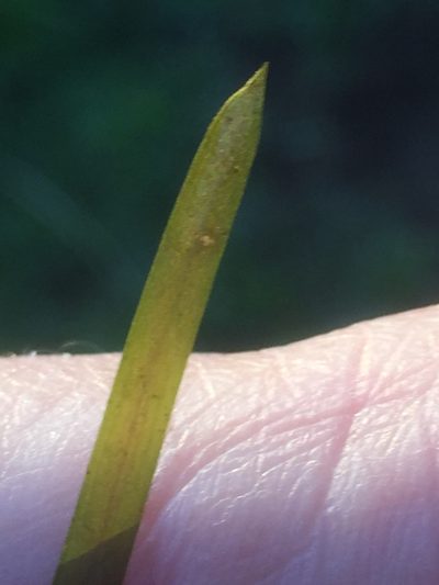 Potamogeton friesii, photographed by Andre Hosper