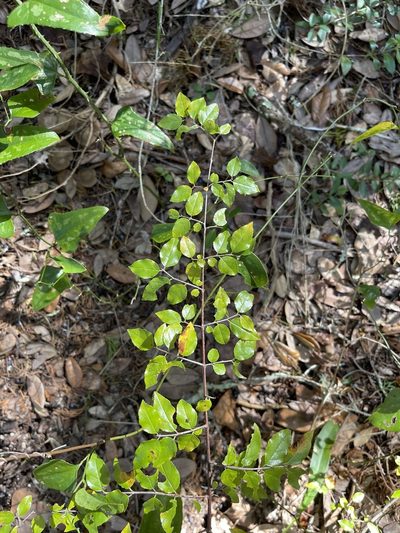 Sageretia minutiflora, photographed by Brandon Corder
