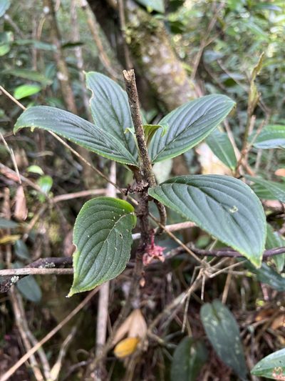 Glossoloma ichthyoderma, photographed by Nicolás Baresch Uribe