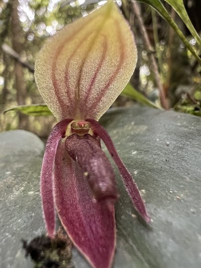 Pleurothallis adonis, photographed by Nicolás Baresch Uribe