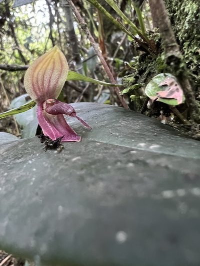 Pleurothallis adonis, photographed by Nicolás Baresch Uribe
