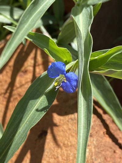 Commelina livingstonii, photographed by Dave U
