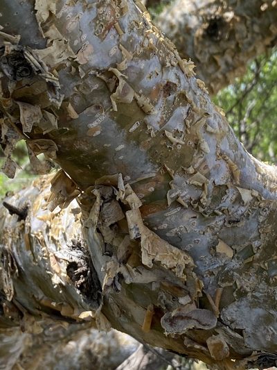 Commiphora tenuipetiolata, photographed by Dave U
