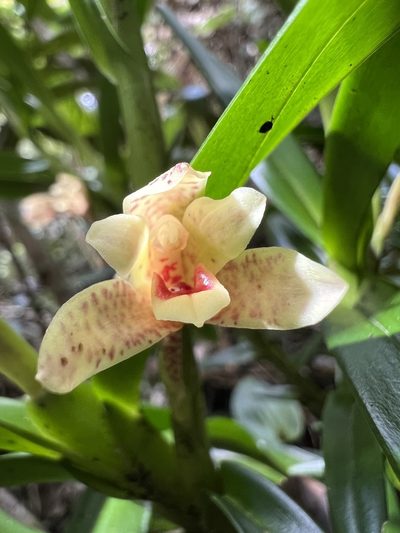 Maxillaria arbuscula, photographed by Nicolás Baresch Uribe