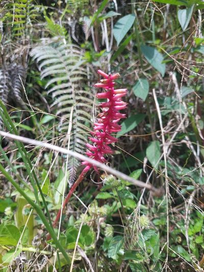 Aechmea gamosepala, photographed by Daniel Mesa