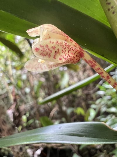 Maxillaria arbuscula, photographed by Nicolás Baresch Uribe