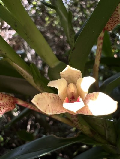 Maxillaria arbuscula, photographed by Nicolás Baresch Uribe
