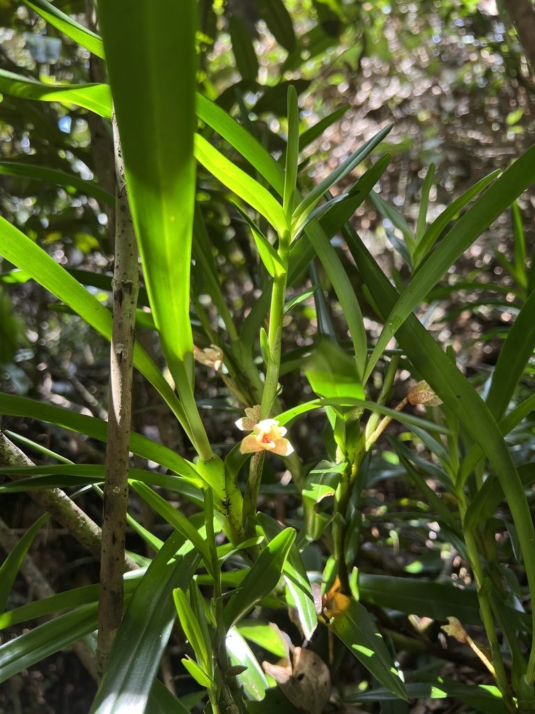 Maxillaria arbuscula, photographed by Nicolás Baresch Uribe