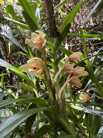 Maxillaria arbuscula, photographed by Nicolás Baresch Uribe