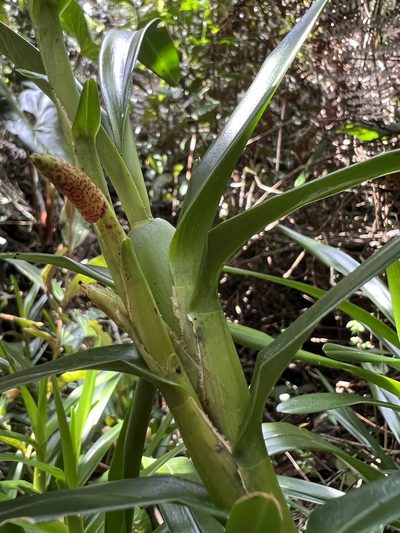 Maxillaria arbuscula, photographed by Nicolás Baresch Uribe