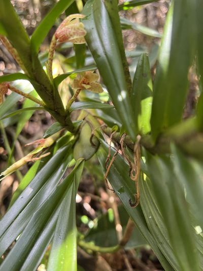Maxillaria arbuscula, photographed by Nicolás Baresch Uribe