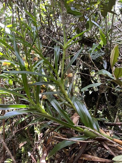 Maxillaria arbuscula, photographed by Nicolás Baresch Uribe