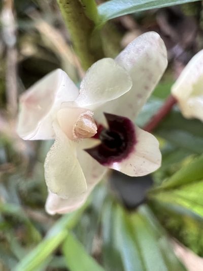 Maxillaria lawrenceana, photographed by Nicolás Baresch Uribe