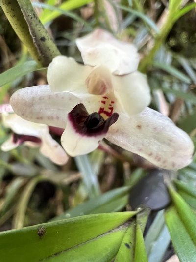 Maxillaria lawrenceana, photographed by Nicolás Baresch Uribe