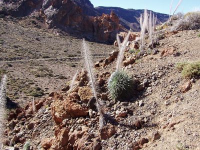 Echium wildpretii, photographed by Christian Berg