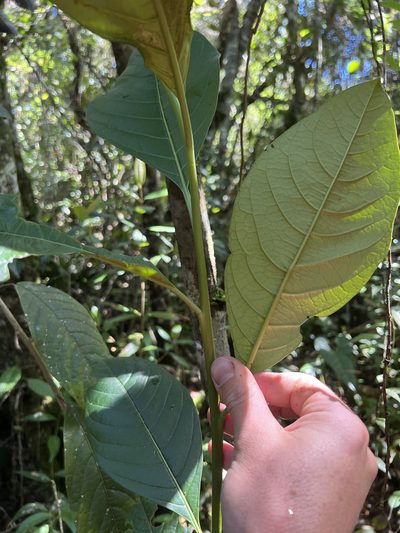 Solanum humboldtianum, photographed by Nicolás Baresch Uribe