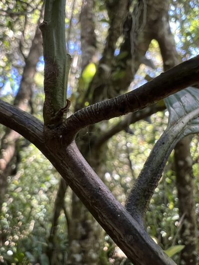 Solanum humboldtianum, photographed by Nicolás Baresch Uribe