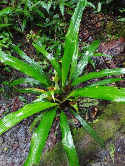 Rapatea paludosa, photographed by Guillaume Delaitre