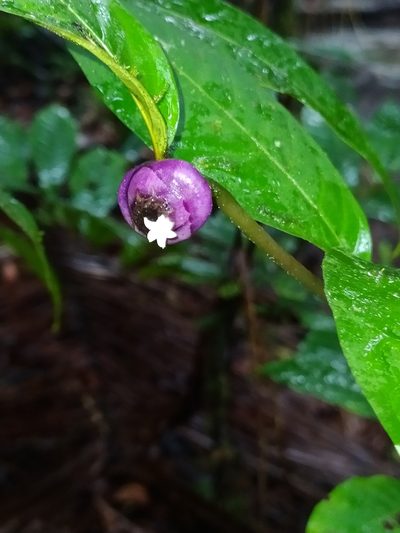 Palicourea apoda, photographed by Guillaume Delaitre