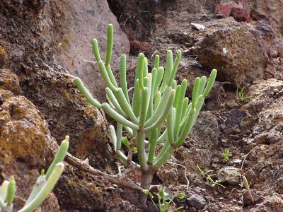 Euphorbia aphylla, photographed by Christian Berg