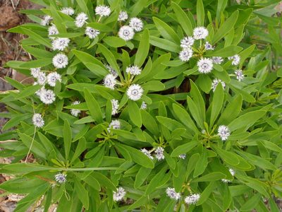 Globularia salicina, photographed by Christian Berg