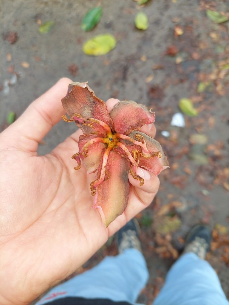 Spirotheca rosea, photographed by Daniel Mesa