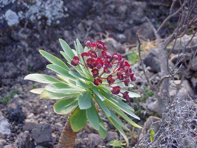 Euphorbia atropurpurea, photographed by Christian Berg
