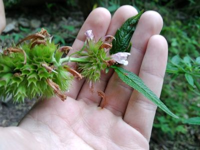 Cedronella canariensis, photographed by De Waal Hugo