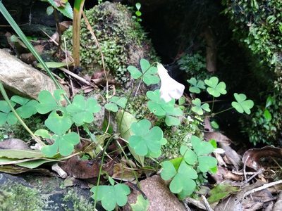 Oxalis incarnata, photographed by De Waal Hugo
