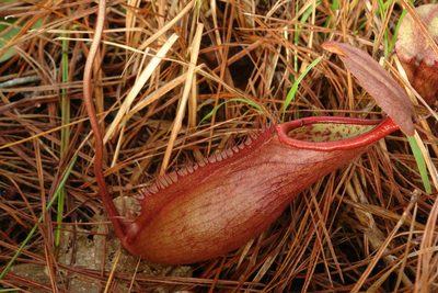 Nepenthes smilesii, photographed by Eugene Popov