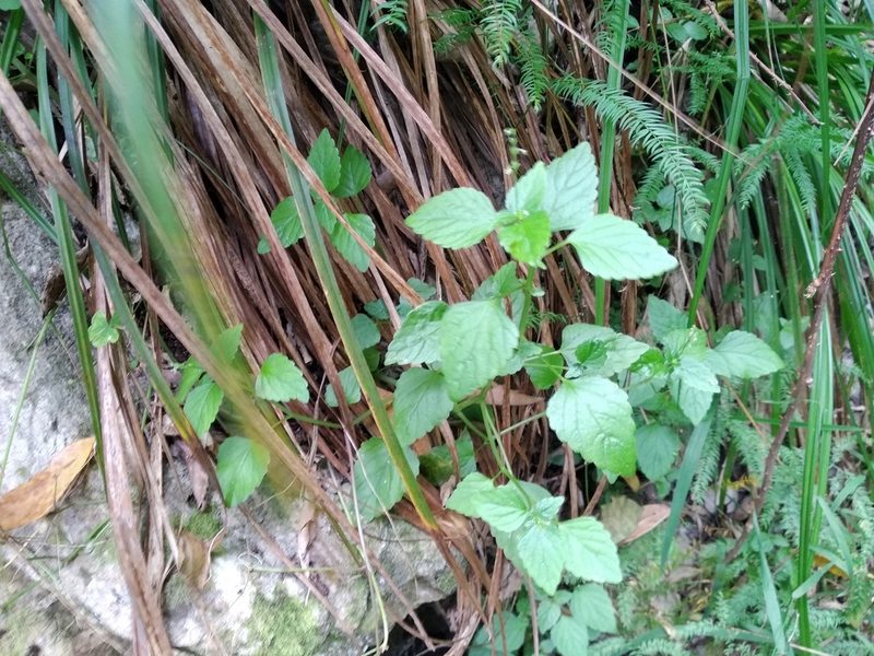 Leidesia procumbens, photographed by De Waal Hugo