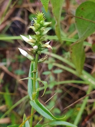 Coutoubea spicata, photographed by Guillaume Delaitre