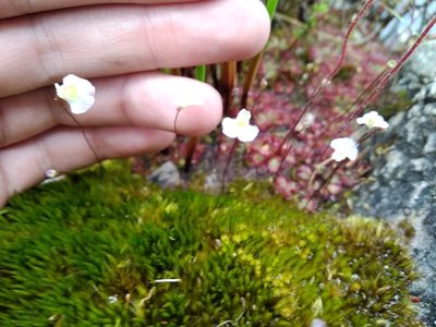 Utricularia bisquamata, photographed by De Waal Hugo