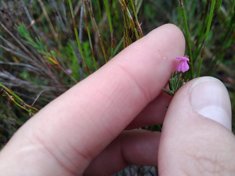 Indigofera filicaulis, photographed by De Waal Hugo