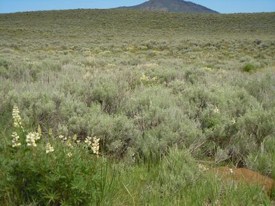 Lupinus arbustus, photographed by Matt Lavin