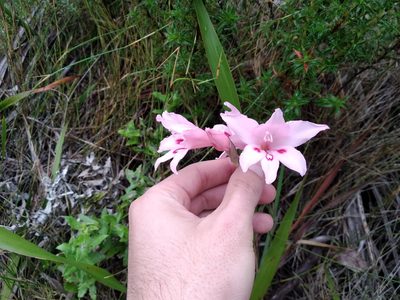 Gladiolus pappei, photographed by De Waal Hugo