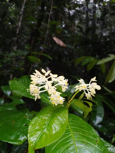 Palicourea violacea, photographed by Guillaume Delaitre