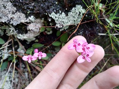 Disa glandulosa, photographed by De Waal Hugo