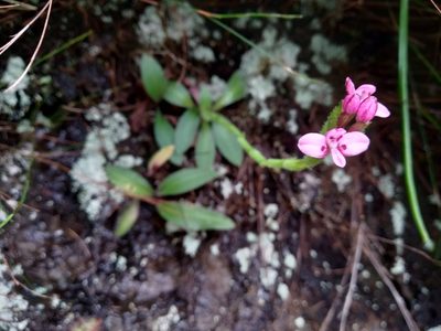 Disa glandulosa, photographed by De Waal Hugo