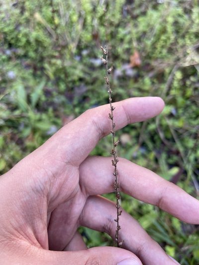 Plantago sparsiflora, photographed by Brandon Corder