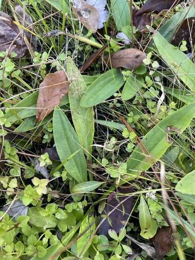 Plantago sparsiflora, photographed by Brandon Corder