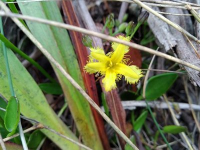 Villarsia manningiana, photographed by De Waal Hugo