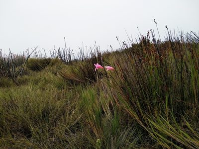 Gladiolus pappei, photographed by De Waal Hugo