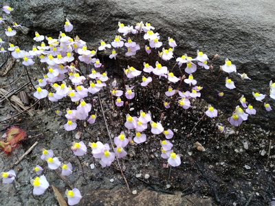 Utricularia bisquamata, photographed by De Waal Hugo