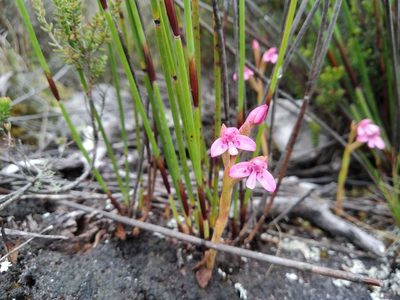 Disa vaginata, photographed by De Waal Hugo