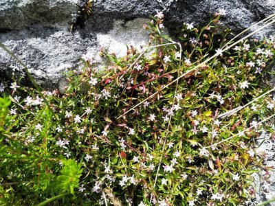 Lobelia filicaulis, photographed by De Waal Hugo