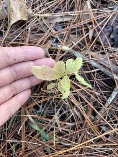 Gaylussacia tomentosa, photographed by Brandon Corder