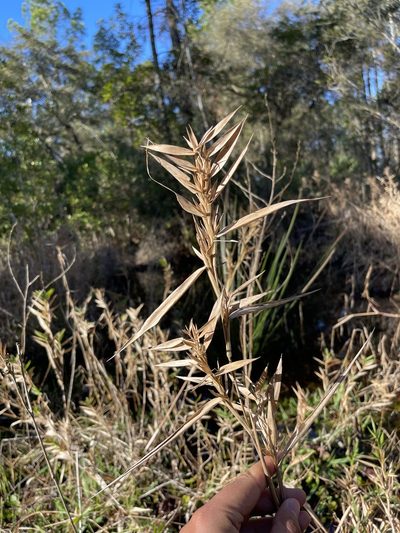 Dichanthelium scabriusculum, photographed by Brandon Corder